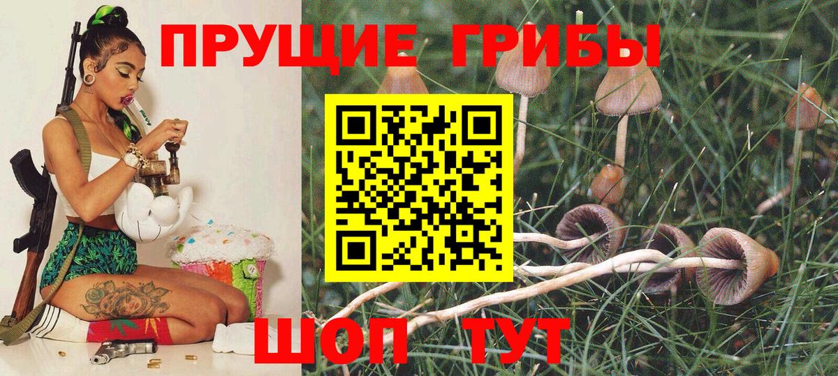 Псилоцибиновые грибы Psilocybe  где купить наркоту  Кызыл  Галлюциногенные грибы GOLDEN TEACHER  Вход с VPN 